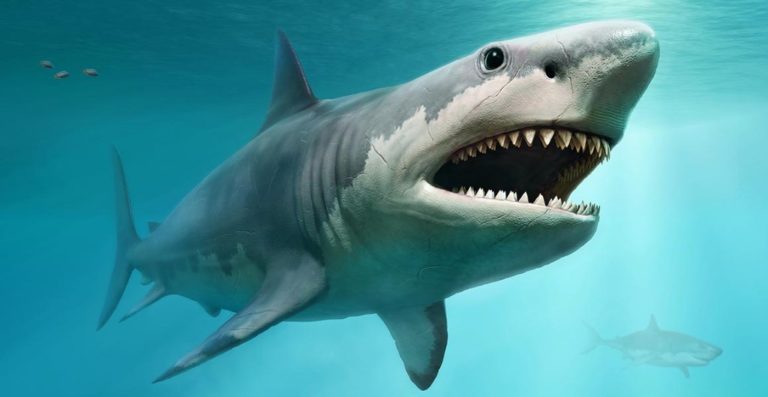 Hiểu về “cá mập” trong thị trường cryptocurrency, Phương pháp phát hiện cá mập, Cá mập thao túng giá Bitcoin bằng cách nào?